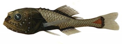 Poromitra_crassiceps by Emma Kissling, 1911
